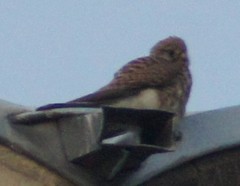 Falco tinnunculus