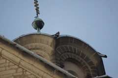 Falco tinnunculus