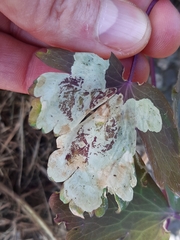 Phytomyza aquilegiae