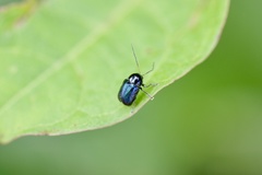 Cryptocephalus hyacinthinus