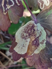 Phytomyza aquilegiae