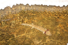 Necturus maculosus