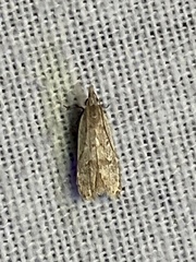 Dichomeris punctidiscellus