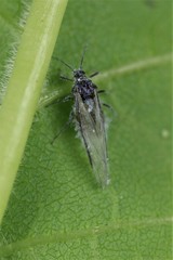 Prociphilus fraxinifolii