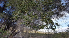Quercus agrifolia oxyadenia