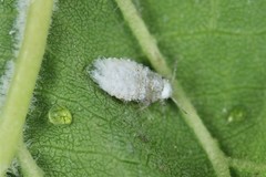 Prociphilus fraxinifolii