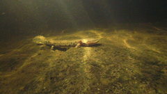 Necturus maculosus