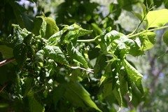 Prociphilus fraxinifolii