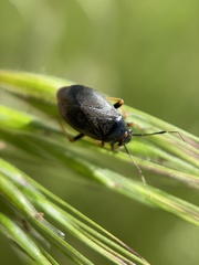 Capsus