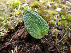 Eriochilus collinus collinus