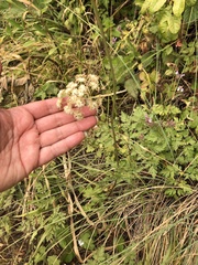 Ligusticum apiifolium