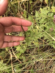 Ligusticum apiifolium