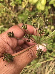Ligusticum apiifolium