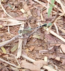 Diplacodes trivialis