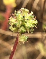Acaena pinnatifida californica