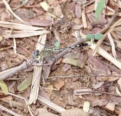 Diplacodes trivialis