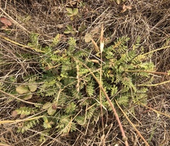 Acaena pinnatifida californica