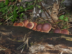 Gymnopilus aeruginosus
