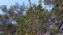 Quercus agrifolia oxyadenia