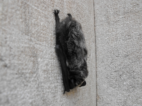 Netopier pestrý (Vespertilio murinus)
