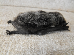 Vespertilio murinus