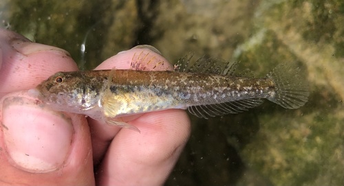Schaduwgrondel (Quietula y-cauda) — Gobiidae — 2