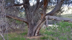 Quercus agrifolia oxyadenia