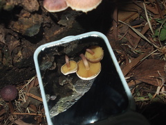 Gymnopilus aeruginosus