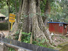 Elaeocarpus tuberculatus