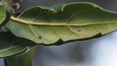 Quercus agrifolia oxyadenia