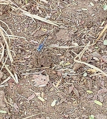 Diplacodes trivialis