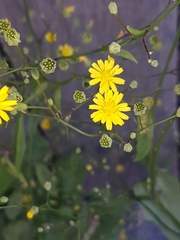 Lapsana communis