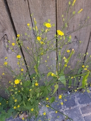 Lapsana communis
