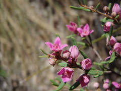 Boronia glabra
