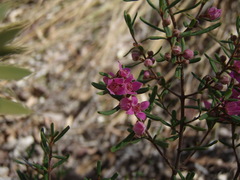 Boronia glabra