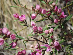 Boronia glabra
