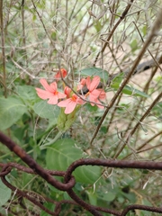 Crossandra infundibuliformis
