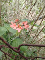 Crossandra infundibuliformis