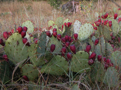 Opuntia dulcis