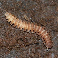 Pyrgodesmidae