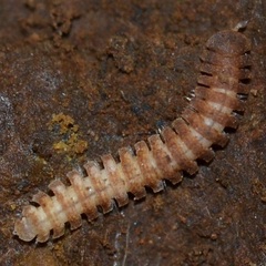 Pyrgodesmidae