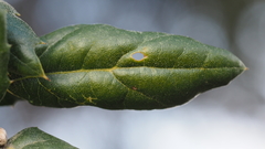 Quercus agrifolia oxyadenia