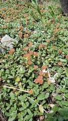 Ceanothus prostratus prostratus