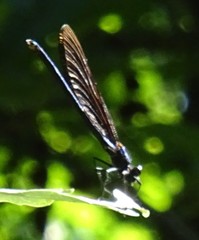 Calopteryx virgo
