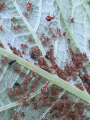 Uroleucon verbesinae
