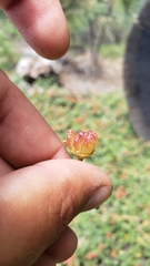 Ceanothus prostratus prostratus