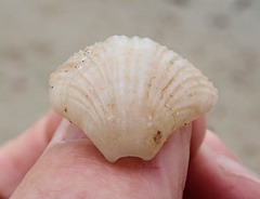 Magellania flavescens