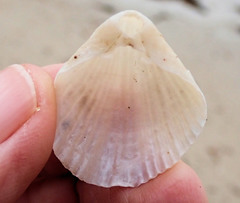 Magellania flavescens