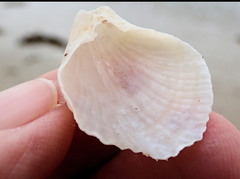 Magellania flavescens