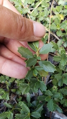 Ceanothus prostratus prostratus